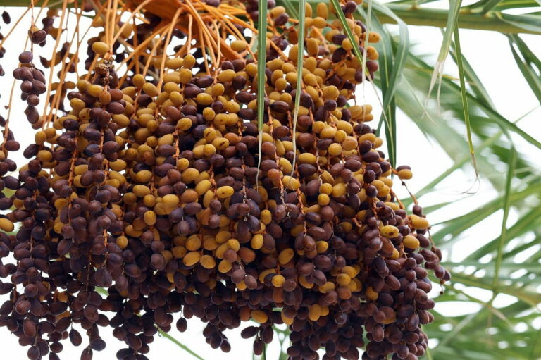 Kurma Malaysia